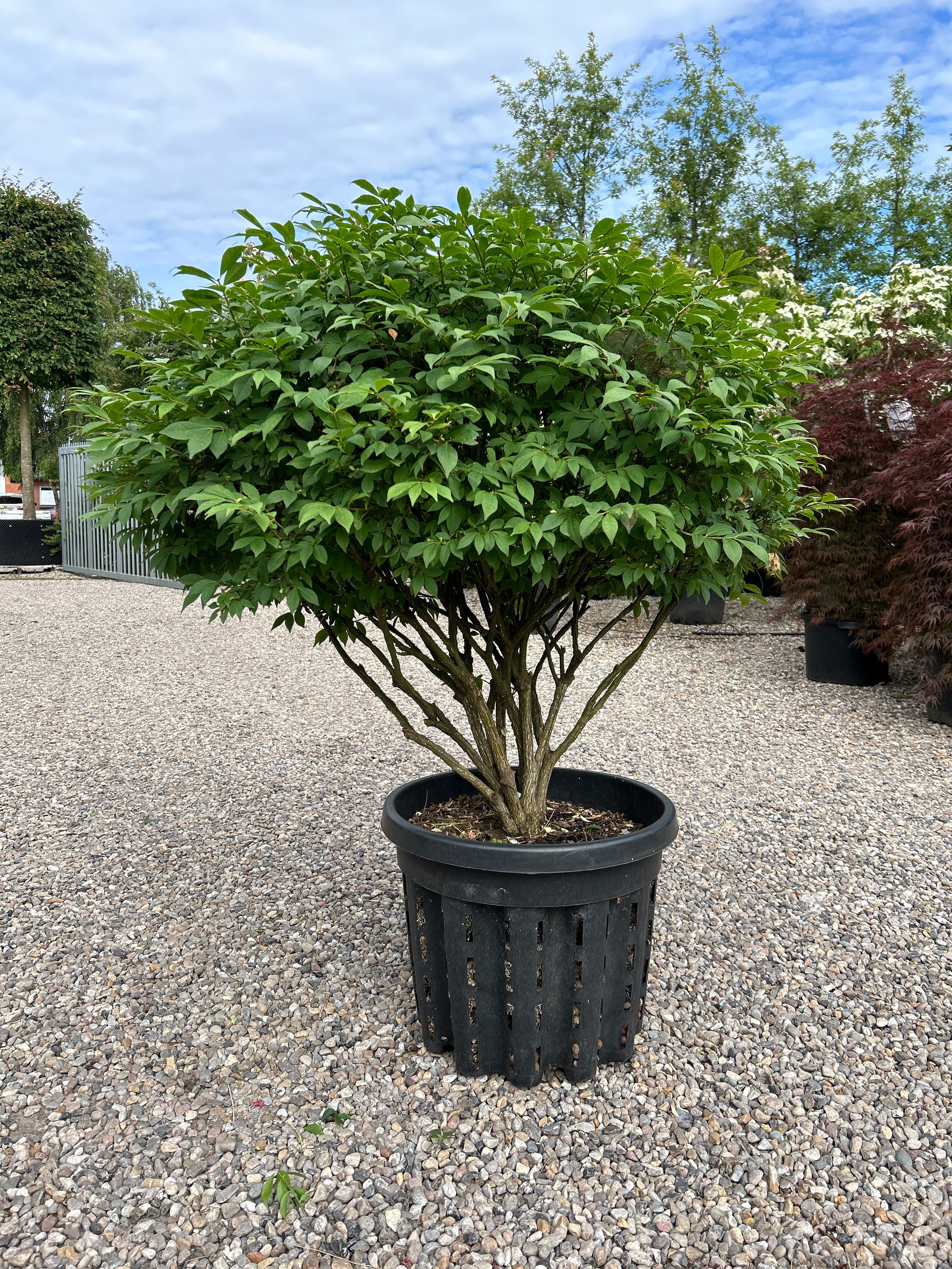 Paraplyformet 'Euonymus alatus'-vinget benved, hvor den brede, flade krone af friske, grønne blade danner en tæt skærm på en bar stamme midt på sommeren.