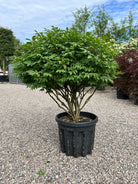 Paraplyformet 'Euonymus alatus'-vinget benved, hvor den brede, flade krone af friske, grønne blade danner en tæt skærm på en bar stamme midt på sommeren.