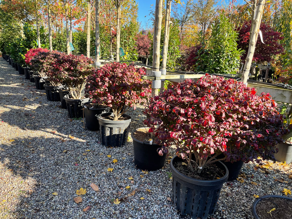 Paraplyformet 'Euonymus alatus'-vinget benved i efteråret, hvor den brede, flade og overhængende krone står dækket af blade i en intens, lysende rød høstfarve på en bar stamme.