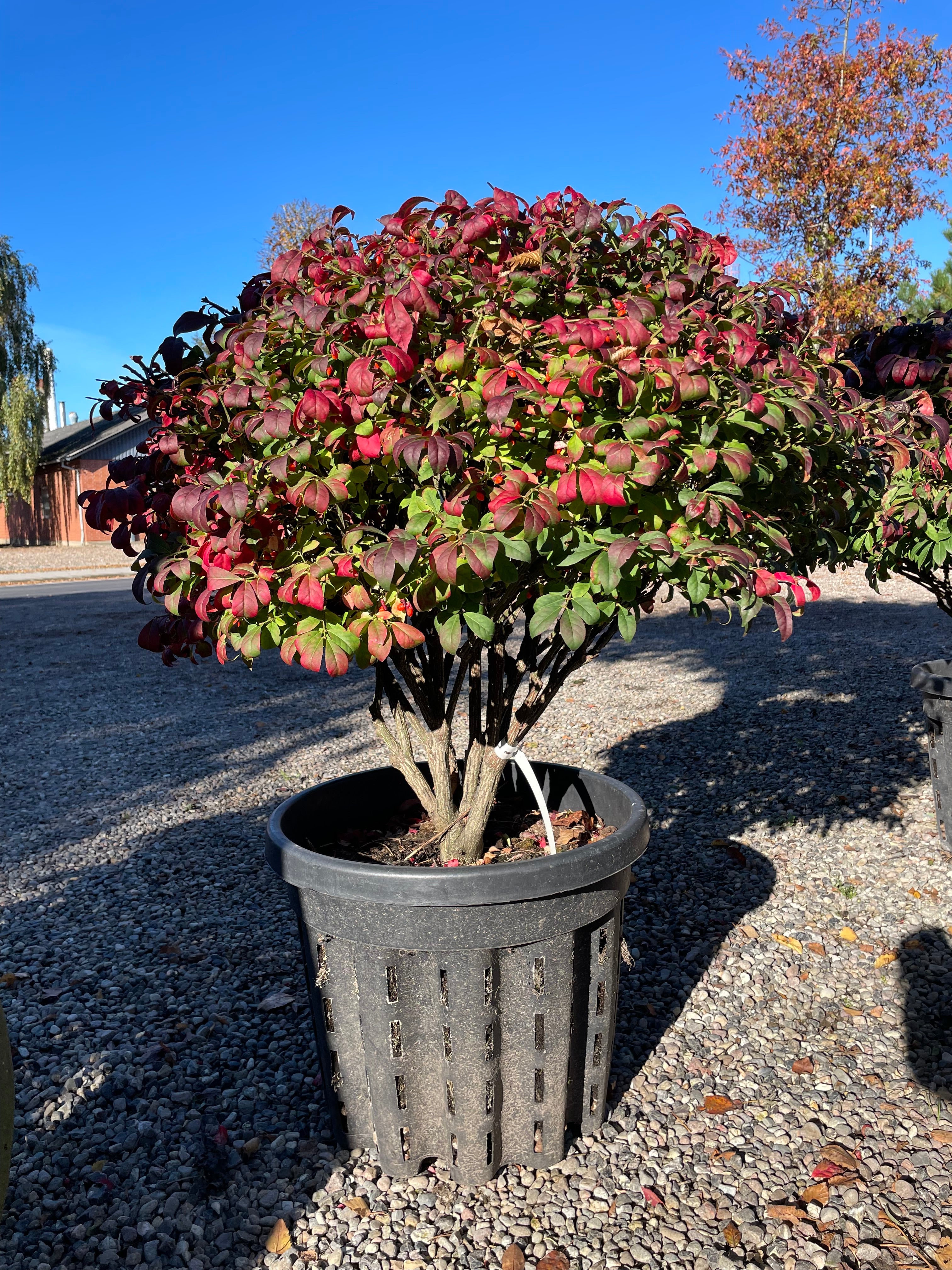Paraplyformet vinget benved, Euonymus alatus Compactus, med begyndende røde efterårsfarver i det grønne løv.