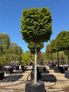 Kasseklippet Fagus sylvatica bøg med en høj, bar stamme og en geometrisk, firkantet formklippet krone med tæt grønt løv.