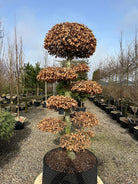 Havebonsai af bøg i efteråret med flammende, kobberbrune blade på de klippede sky-puder.