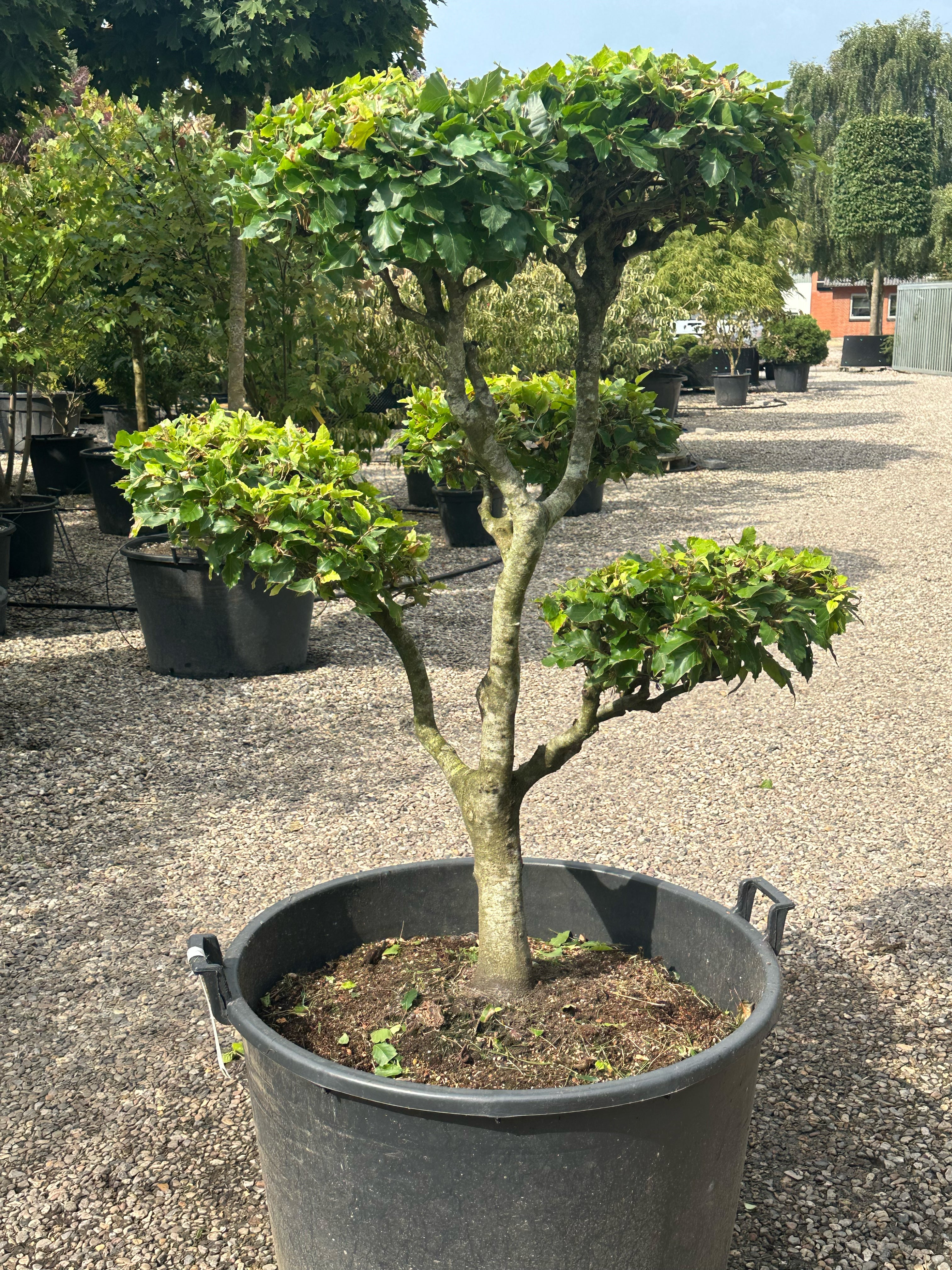 Fagus sylvatica bonsai med tætte og velformet puder af små, ovale og friske grønne blade.