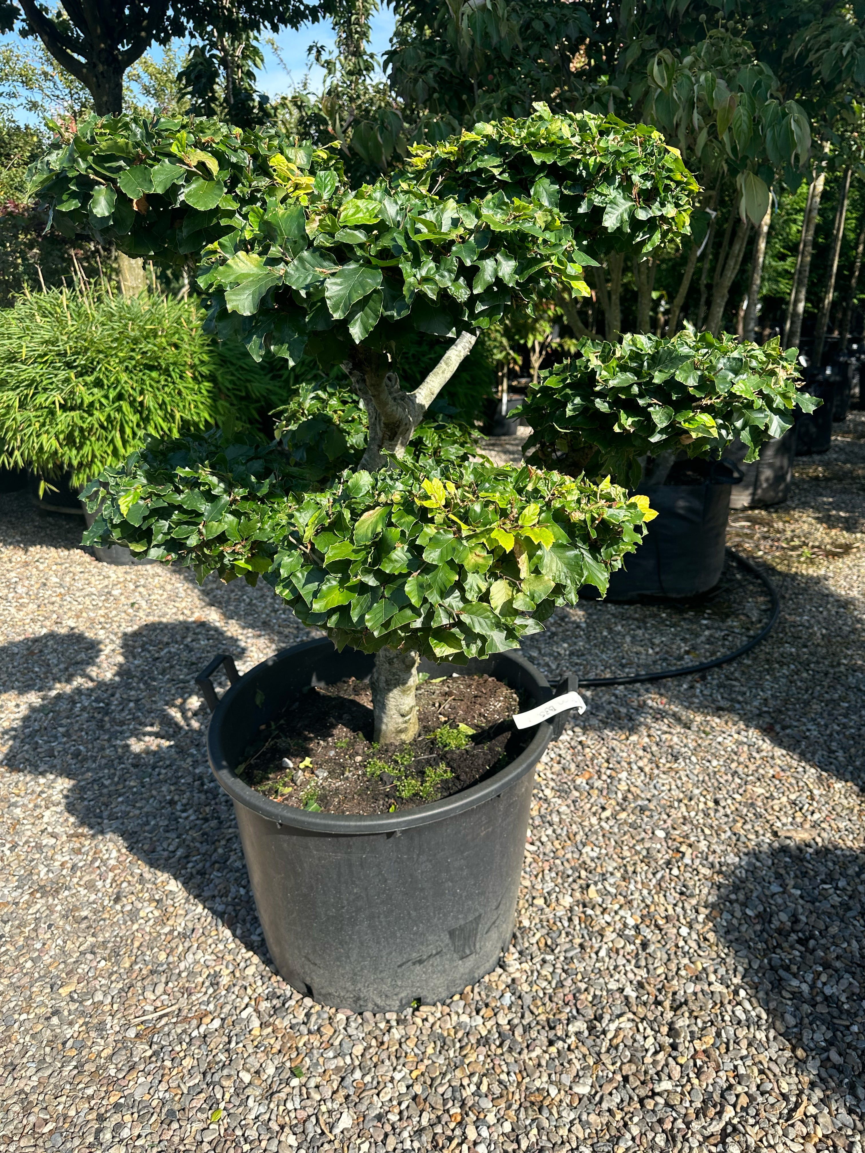 En Fagus sylvatica bonsai med en tæt, mørkegrøn løvkrone, hvor den glatte, sølvgrå stamme rejser sig synligt fra jordbunden.