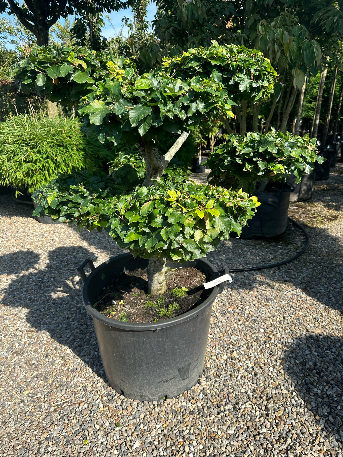 En Fagus sylvatica bonsai med en tæt, mørkegrøn løvkrone, hvor den glatte, sølvgrå stamme rejser sig synligt fra jordbunden.