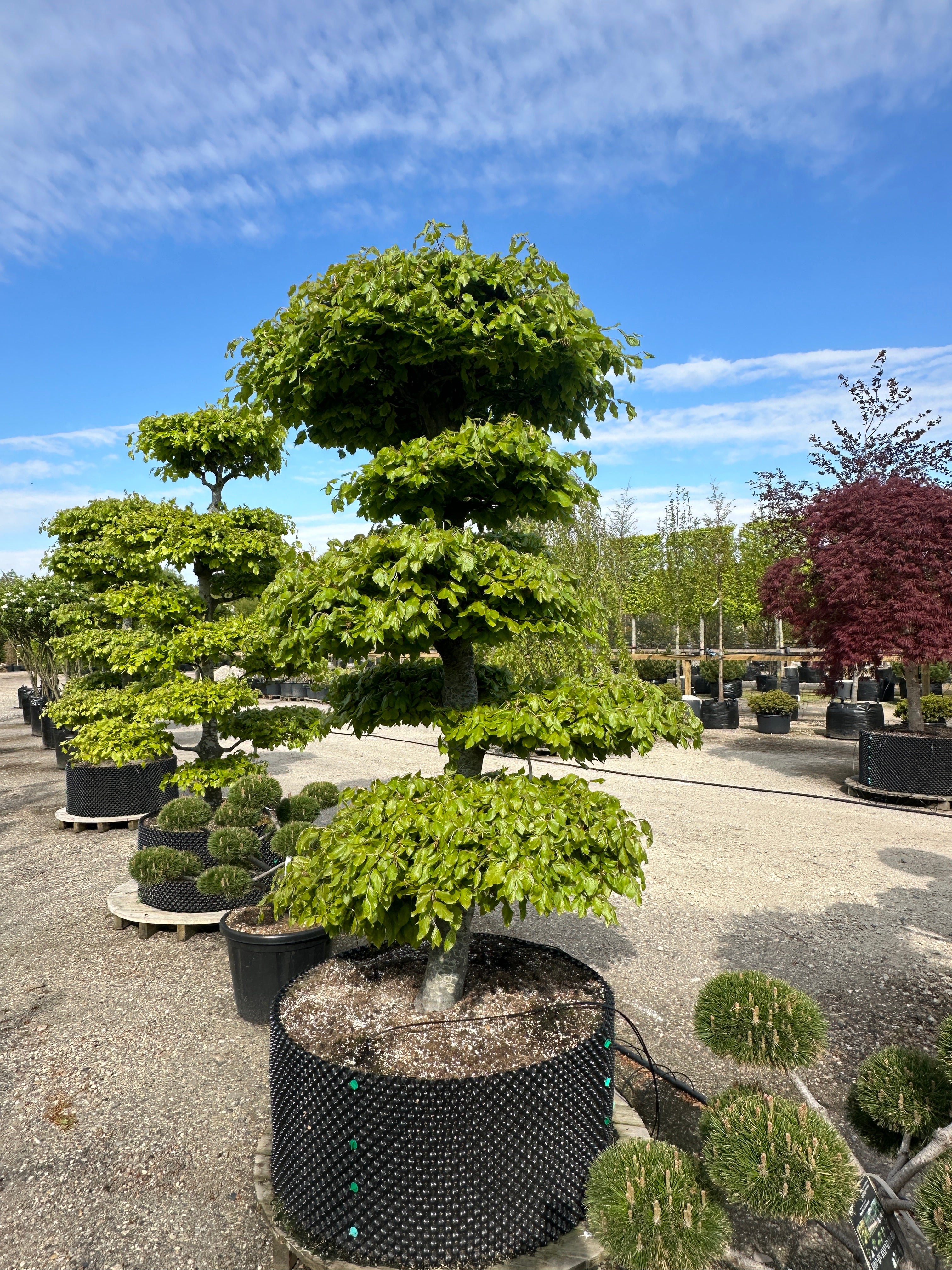 Flad sky-pude med friske, lysegrønne forårsblade på en Fagus sylvatica havebonsai.