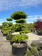 Flad sky-pude med friske, lysegrønne forårsblade på en Fagus sylvatica havebonsai.