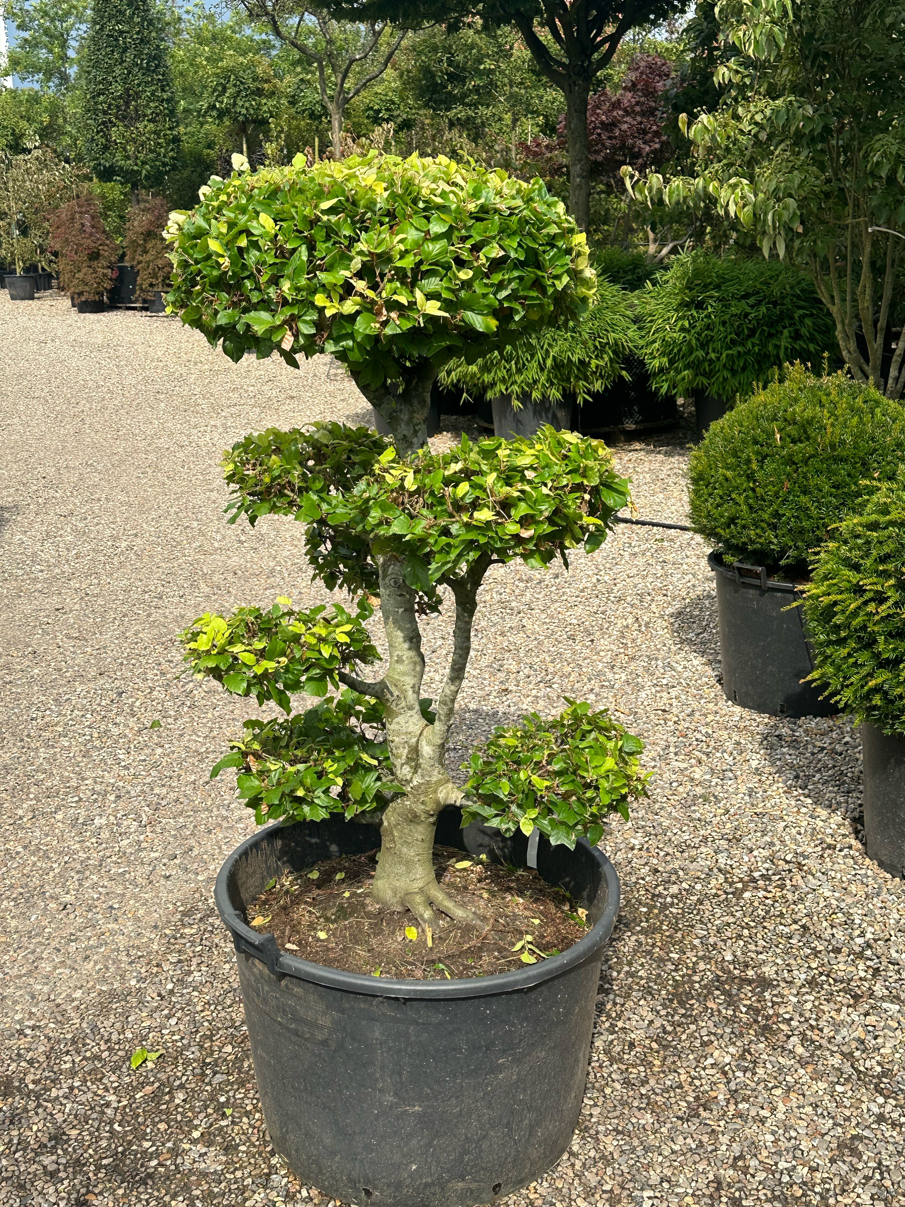 En Fagus sylvatica bonsaivmed en tætte, formklippet puder af små grønne blade og en synlig, glat og lysegrå stamme.
