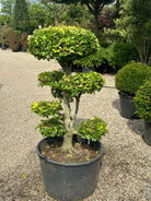 En Fagus sylvatica bonsaivmed en tætte, formklippet puder af små grønne blade og en synlig, glat og lysegrå stamme.