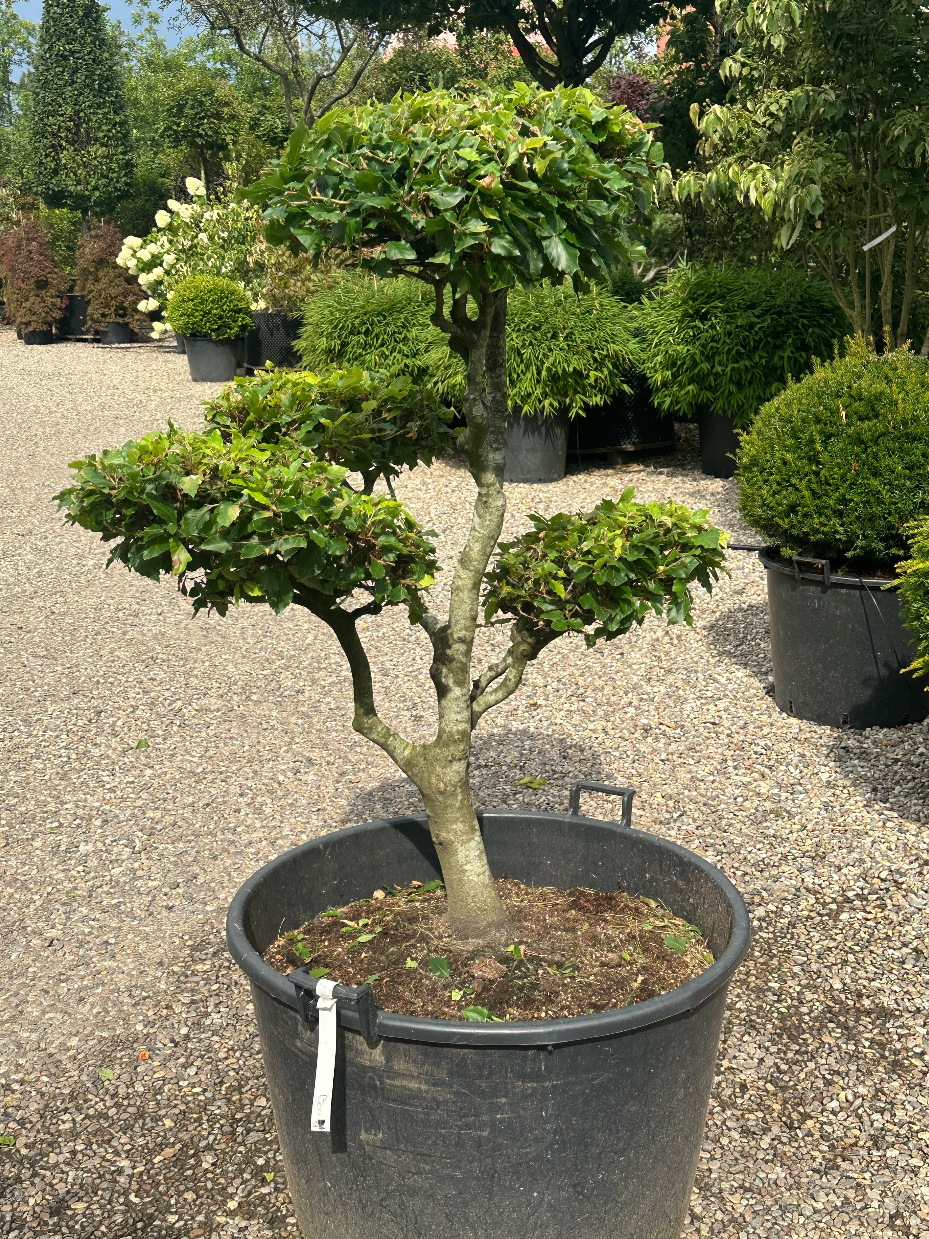 Fagus sylvatica bonsai med tætte og velformet puder af små, ovale og friske grønne blade.
