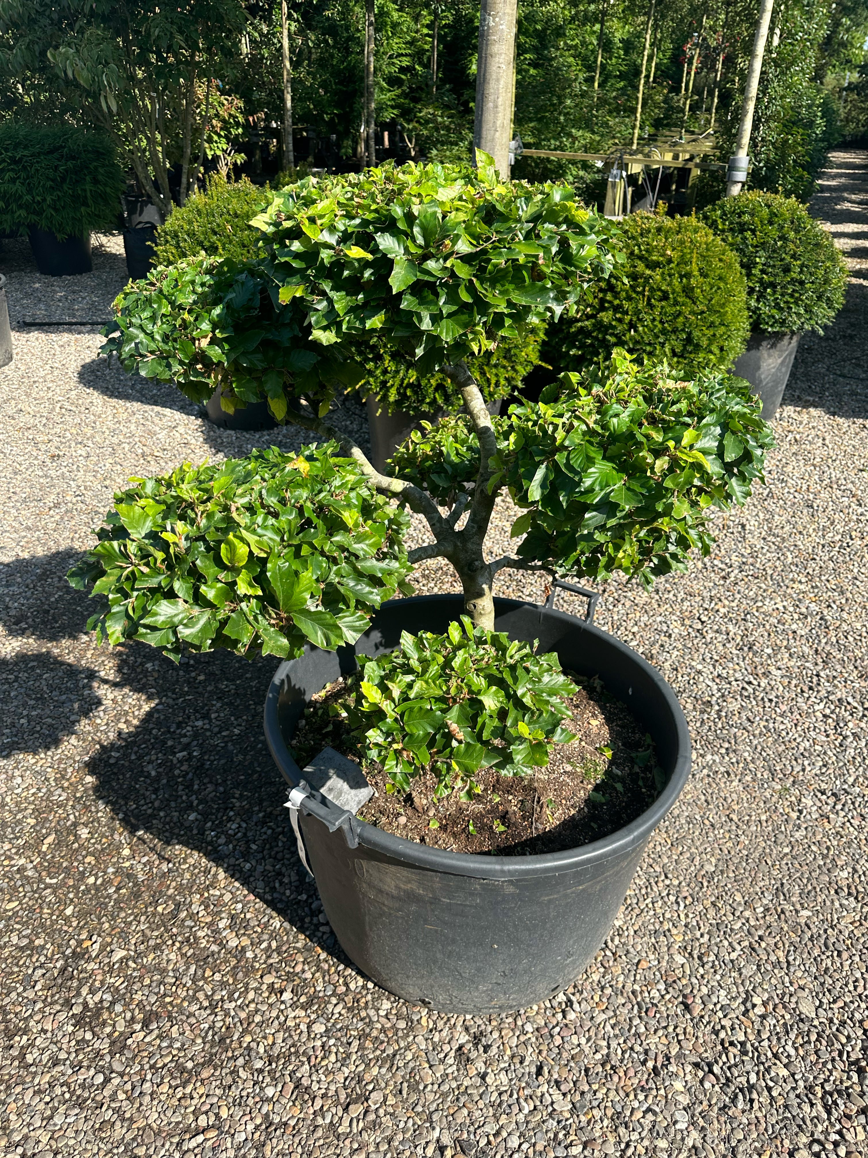 En Fagus sylvatica bonsai med en tæt, mørkegrøn løvkrone, hvor den glatte, sølvgrå stamme rejser sig synligt fra jordbunden.