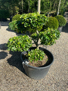 En Fagus sylvatica bonsai med en tæt, mørkegrøn løvkrone, hvor den glatte, sølvgrå stamme rejser sig synligt fra jordbunden.