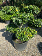 En Fagus sylvatica bonsai med en tæt, mørkegrøn løvkrone.