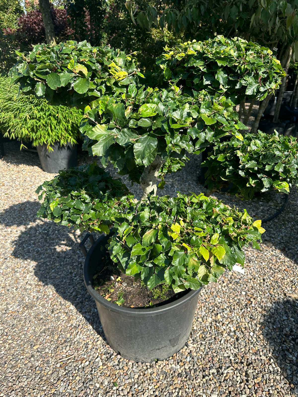 En Fagus sylvatica bonsai med en tæt, mørkegrøn løvkrone.