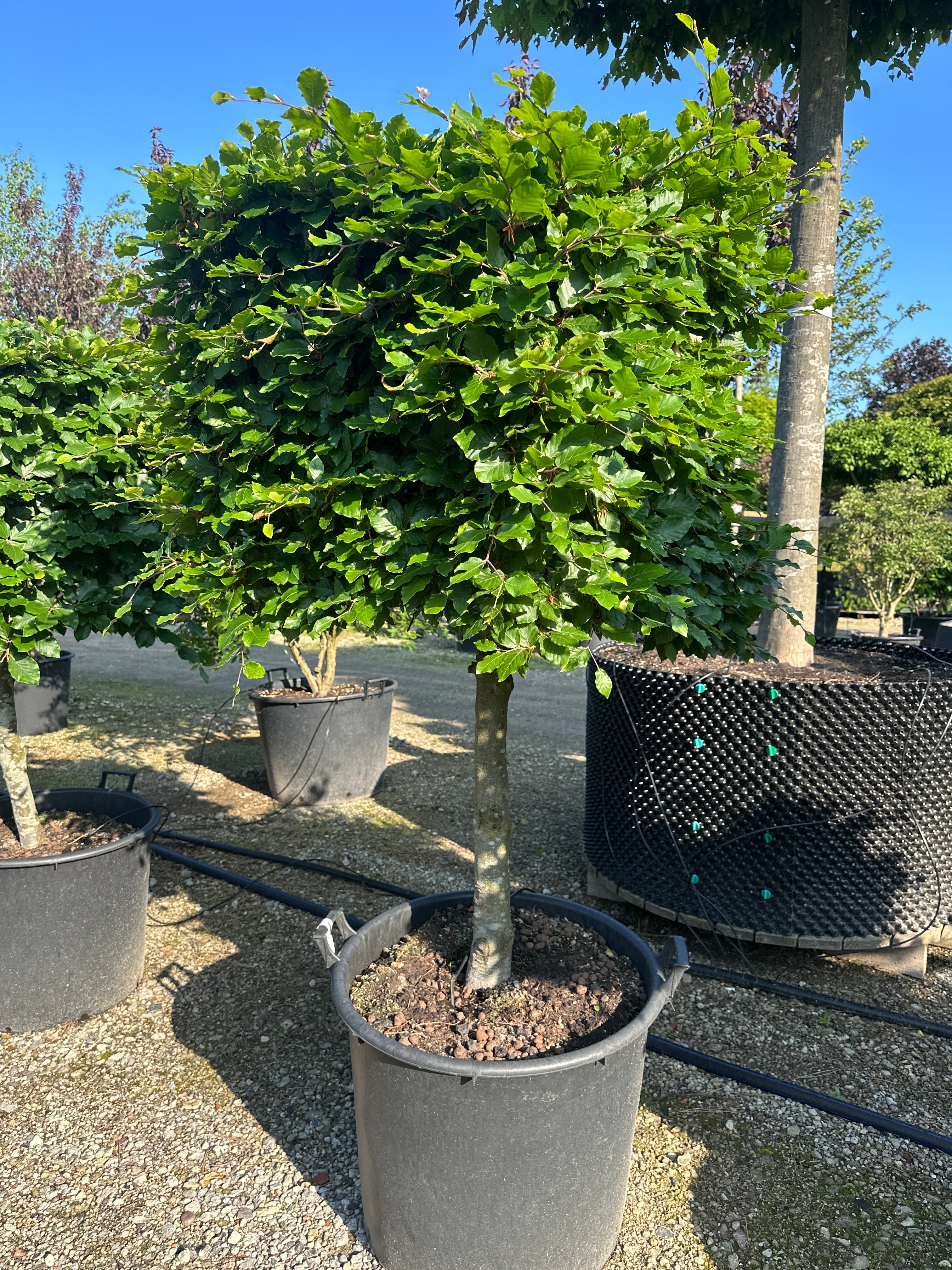 Kasseklippet 'Fagus sylvatica'-bøgetræ, hvor de skinnende, dybgrønne blade danner en tæt, glat og skarpt defineret kubisk overflade.
