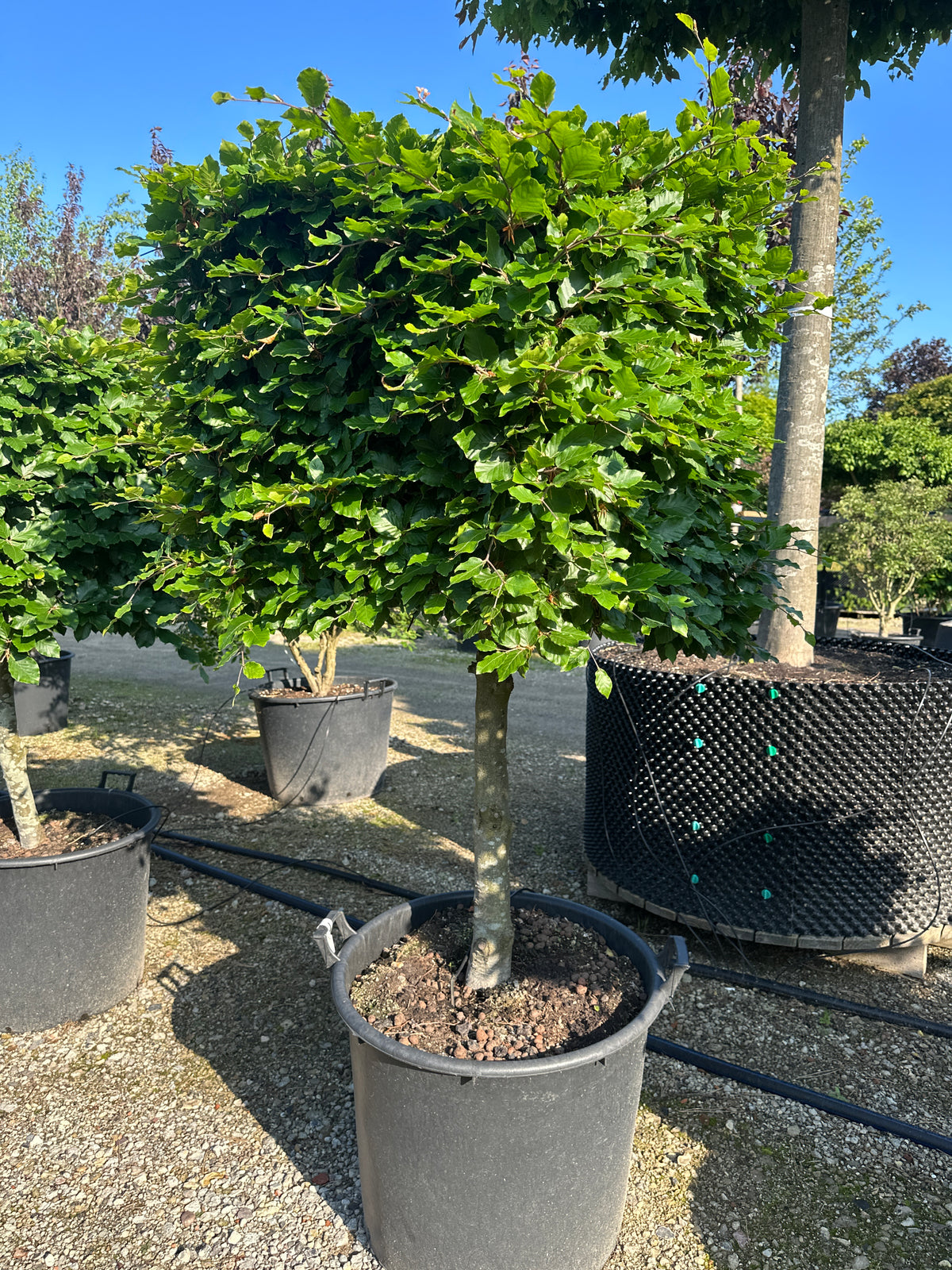 Kasseklippet 'Fagus sylvatica'-bøgetræ, hvor de skinnende, dybgrønne blade danner en tæt, glat og skarpt defineret kubisk overflade.