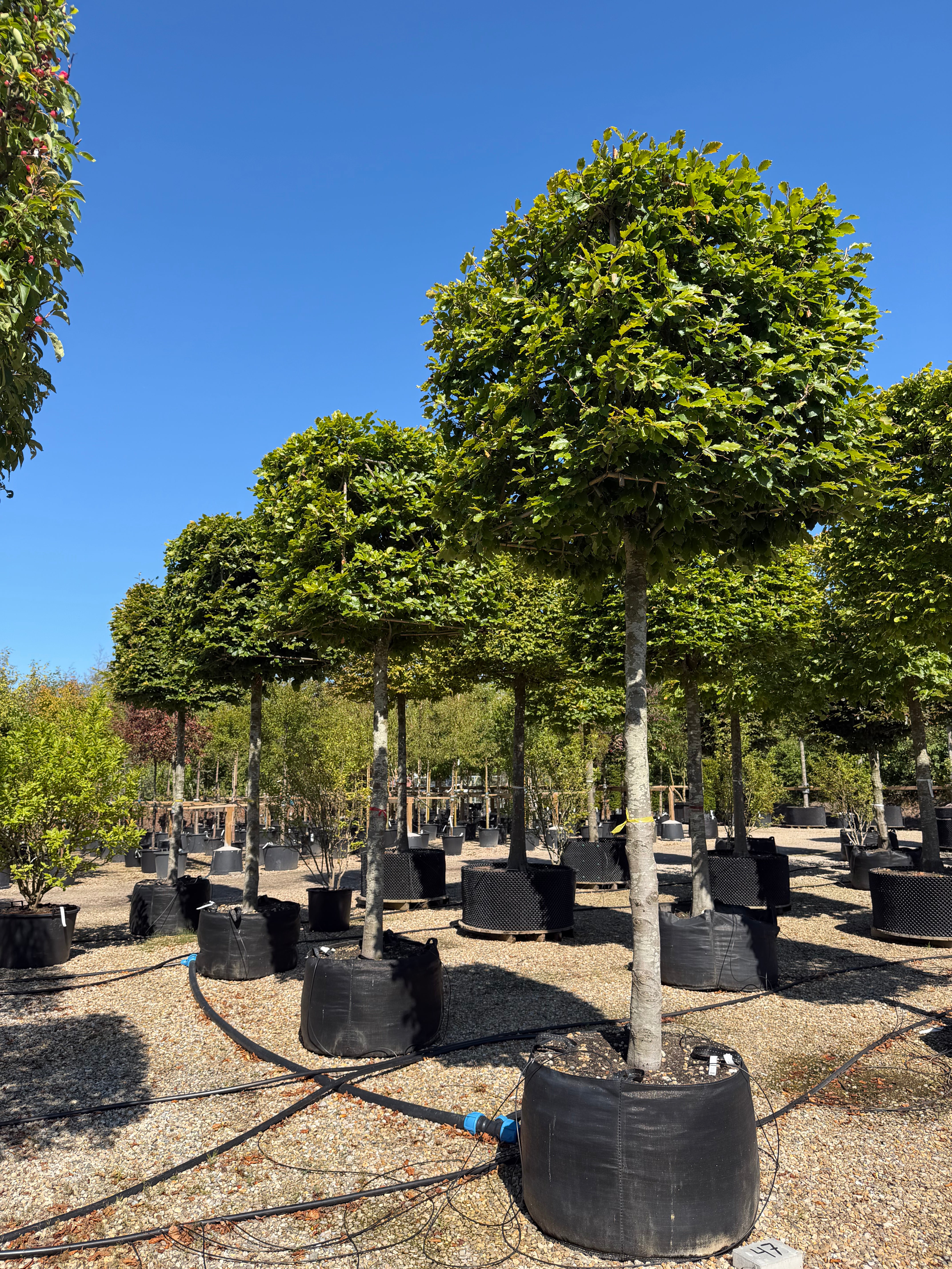 Kasseklippet Fagus sylvatica bøg med en høj, bar stamme og en geometrisk, firkantet formklippet krone med tæt grønt løv.