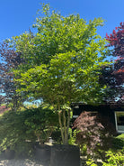 Multistammet 'Fagus sylvatica'-bøg, hvor flere lysgrå stammer forgrener sig fra jorden og bærer en bred krone af dybgrønne blade midt på sommeren.