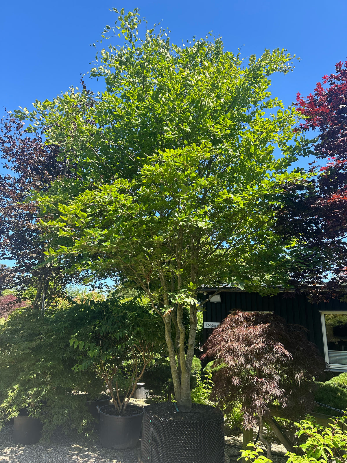 Multistammet 'Fagus sylvatica'-bøg, hvor flere lysgrå stammer forgrener sig fra jorden og bærer en bred krone af dybgrønne blade midt på sommeren.