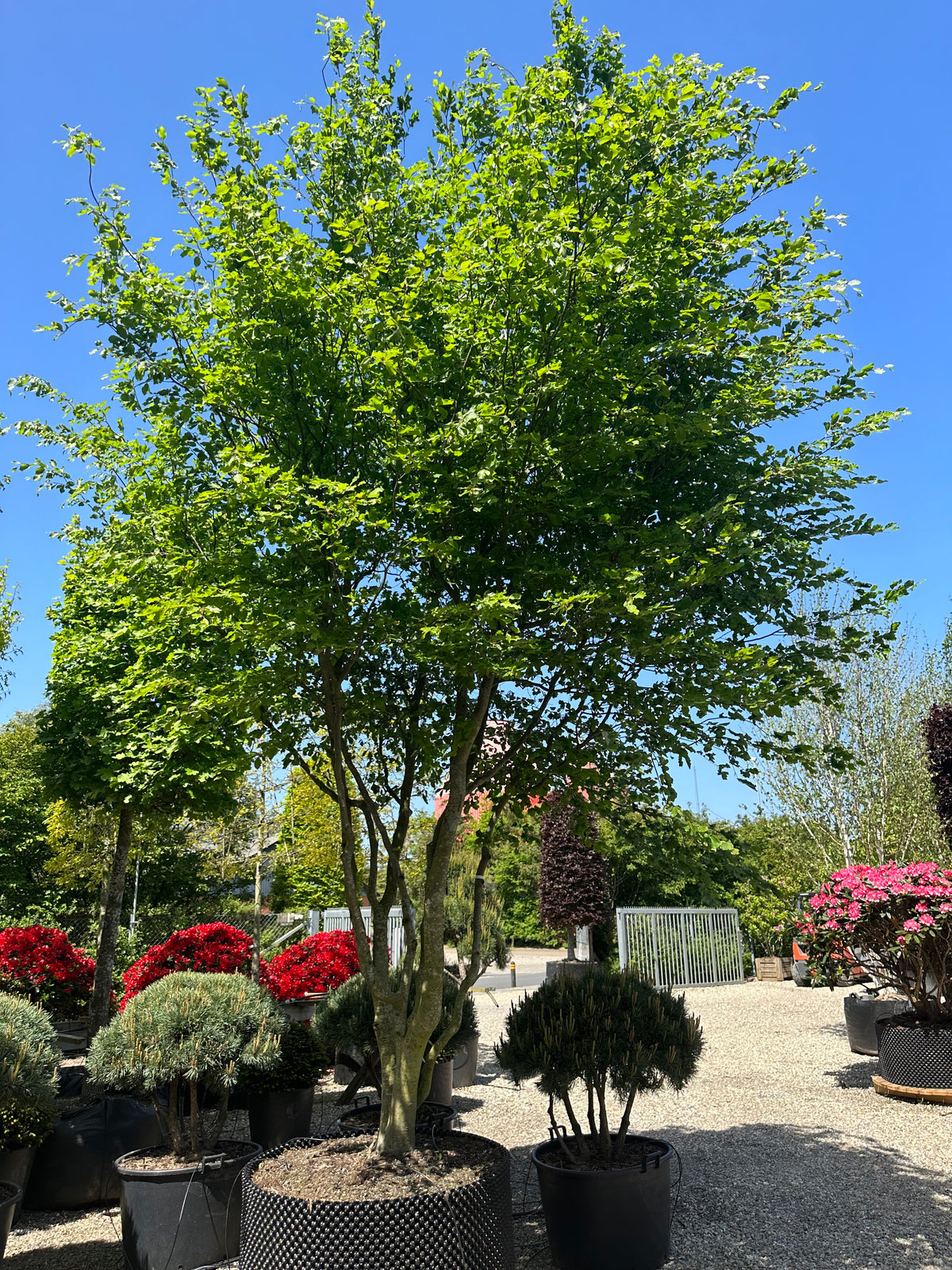 Multistammet 'Fagus sylvatica'-bøg, hvor flere lysgrå stammer forgrener sig fra jorden og bærer en bred krone af dybgrønne blade midt på sommeren.
