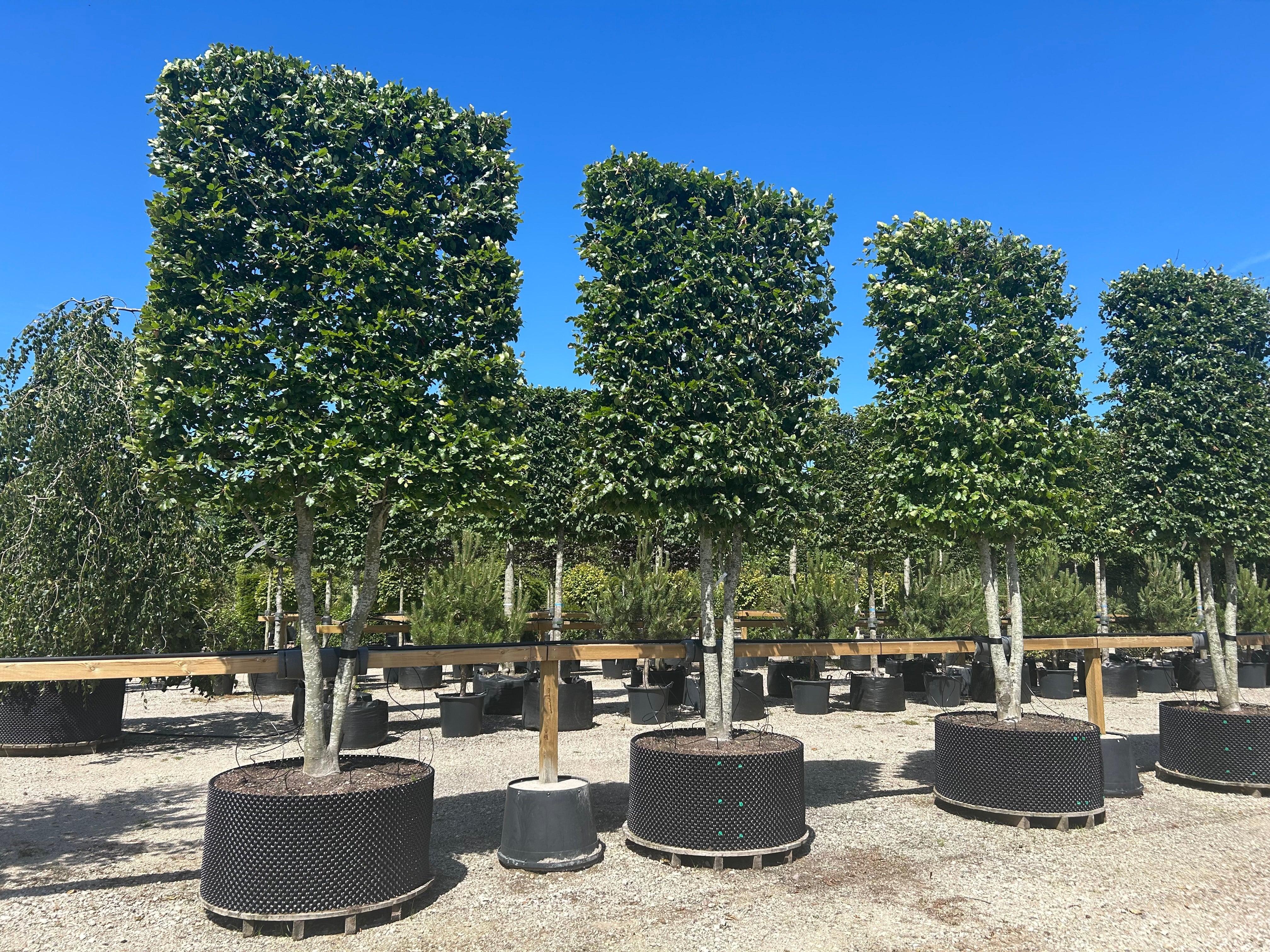 Multistammet svævende hæk af 'Fagus sylvatica'-bøg, hvor flere lysgrå stammer vokser op fra jorden og bærer en tæt, rektangulært formklippet krone med grønne blade.