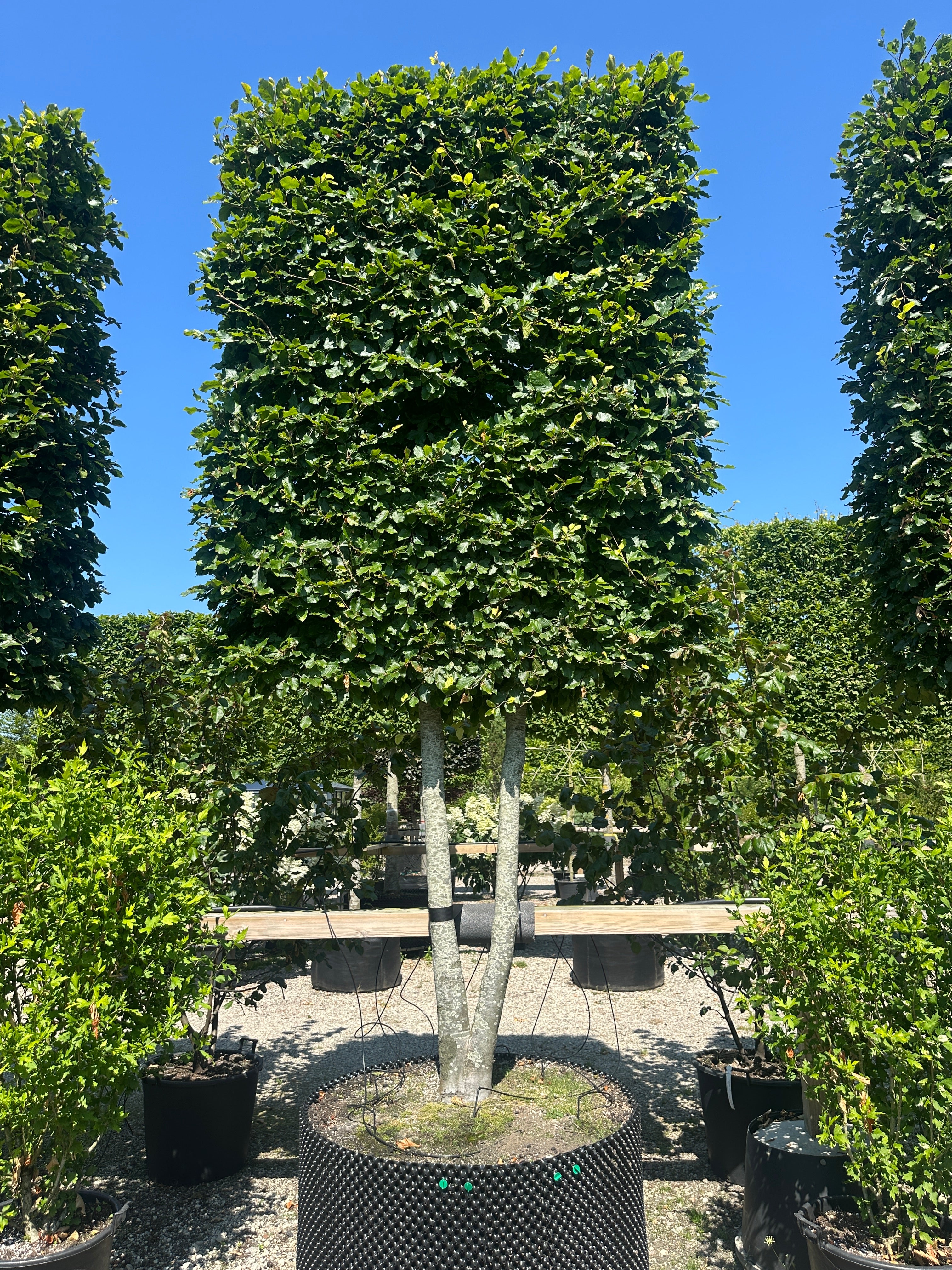 Multistammet svævende hæk af 'Fagus sylvatica'-bøg, hvor flere lysgrå stammer vokser op fra jorden og bærer en tæt, rektangulært formklippet krone med grønne blade.