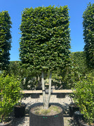 Multistammet svævende hæk af 'Fagus sylvatica'-bøg, hvor flere lysgrå stammer vokser op fra jorden og bærer en tæt, rektangulært formklippet krone med grønne blade.