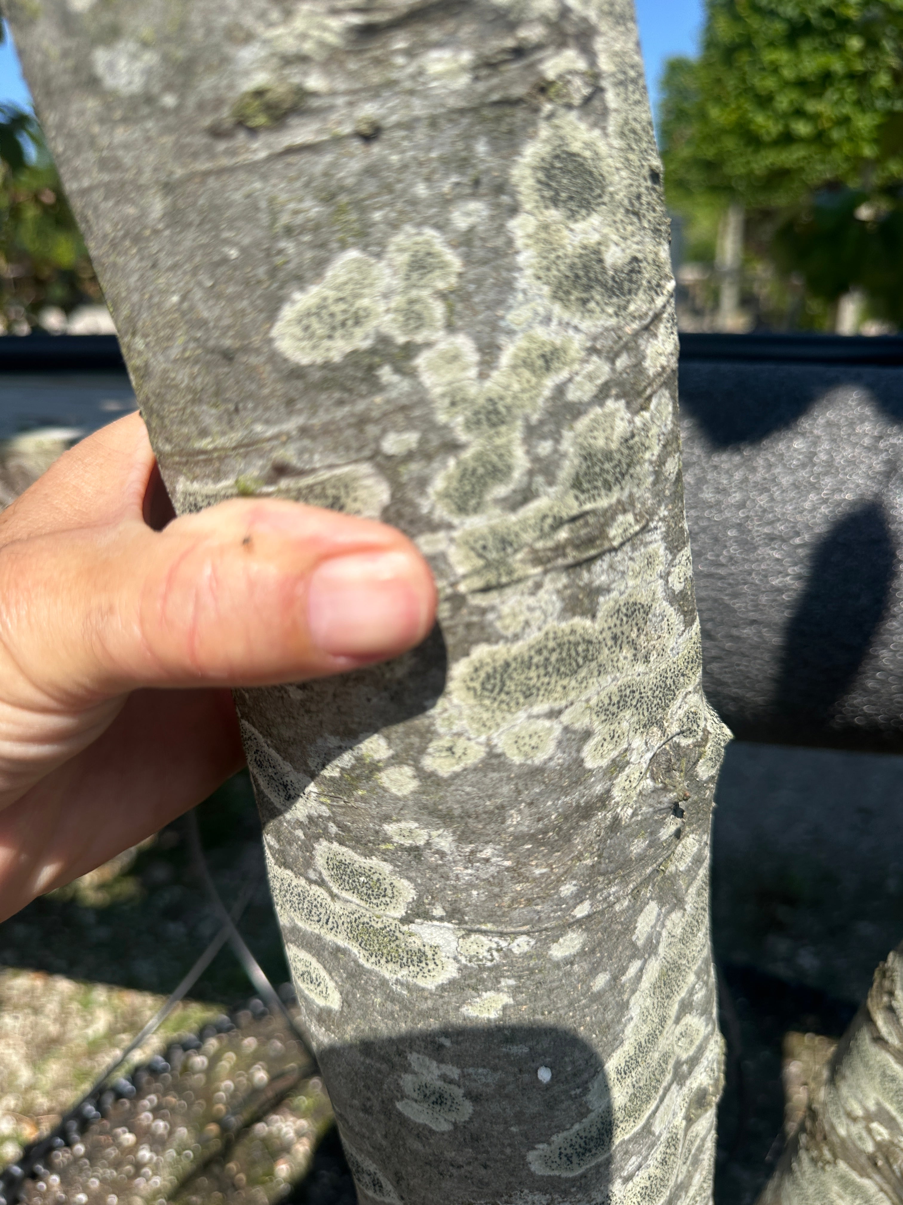 Bunden af en multistammet svævende hæk af 'Fagus sylvatica'-bøg, hvor flere glatte og lysgrå stammer forgrener sig fra jorden og vokser op mod den klippede krone.