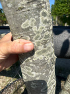 Bunden af en multistammet svævende hæk af 'Fagus sylvatica'-bøg, hvor flere glatte og lysgrå stammer forgrener sig fra jorden og vokser op mod den klippede krone.
