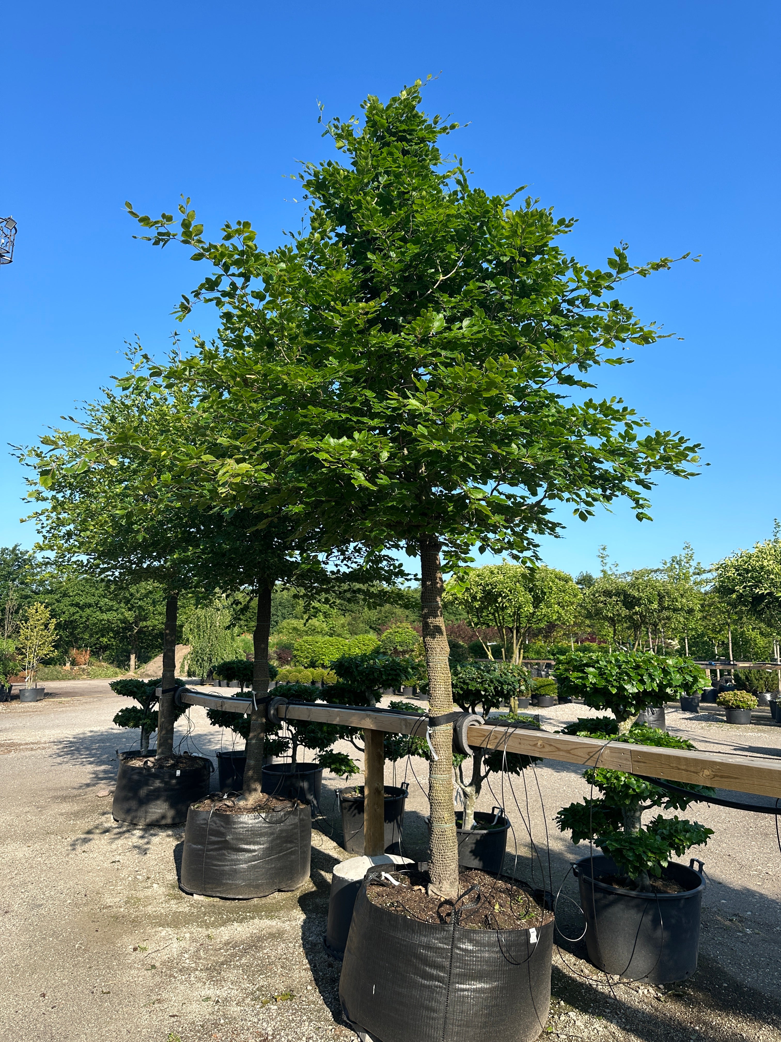 Opstammet almindelig bøg, Fagus sylvatica, med en bar, ret stamme og en tæt, rund krone med de karakteristiske bølgekantede blade.