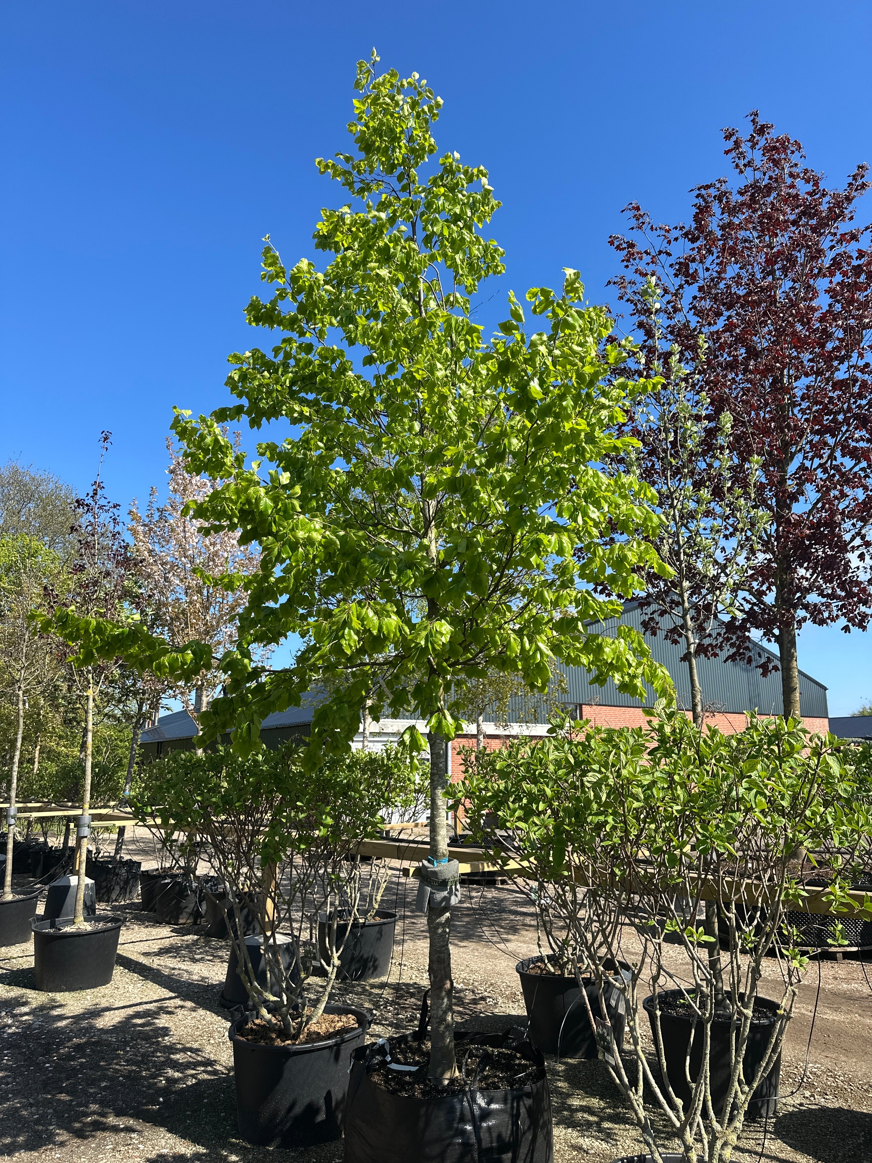 Opstammet 'Fagus sylvatica'-bøg, hvor den tætte, runde krone af dybgrønne blade sidder på en bar, lysgrå stamme midt på sommeren.