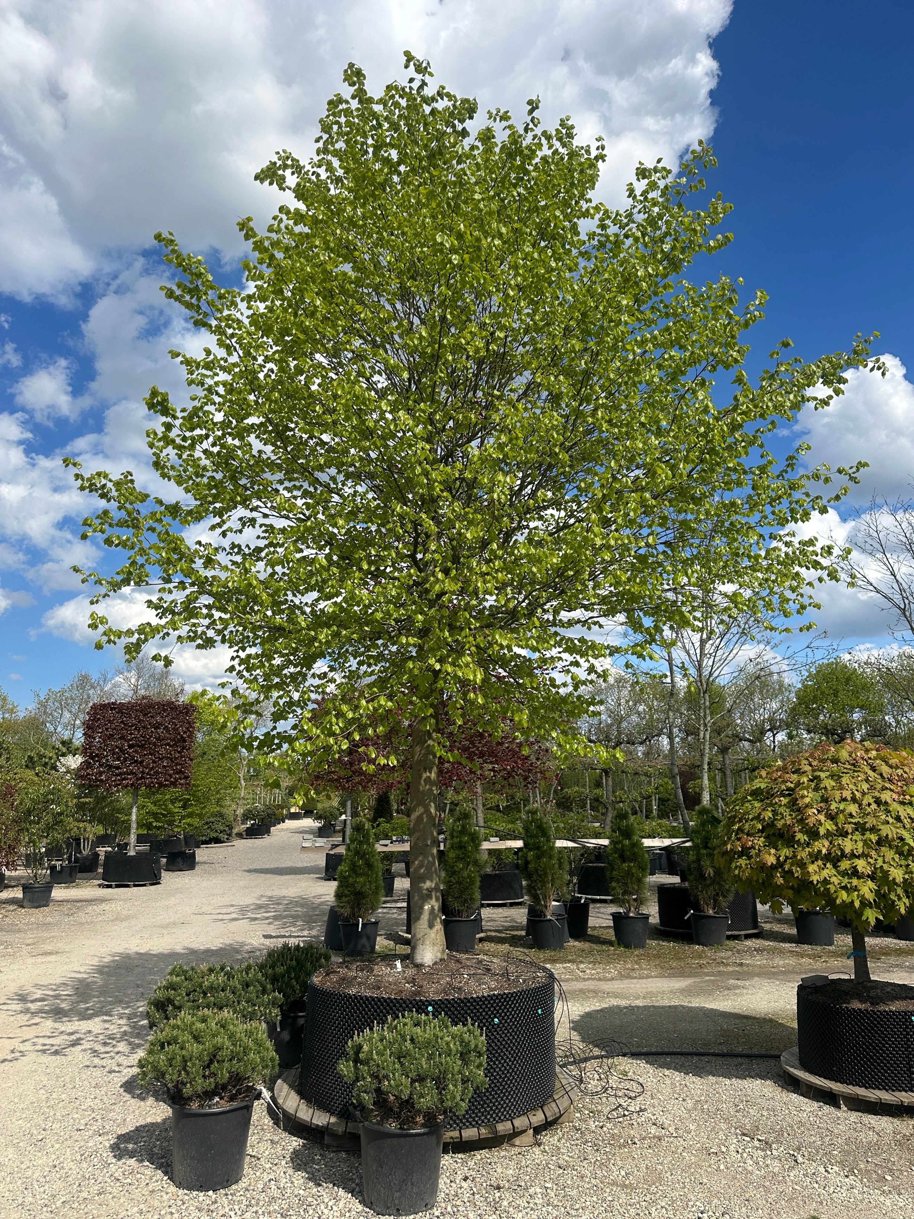 Opstammet 'Fagus sylvatica'-bøg, hvor den tætte, runde krone af dybgrønne blade sidder på en bar, lysgrå stamme midt på sommeren.