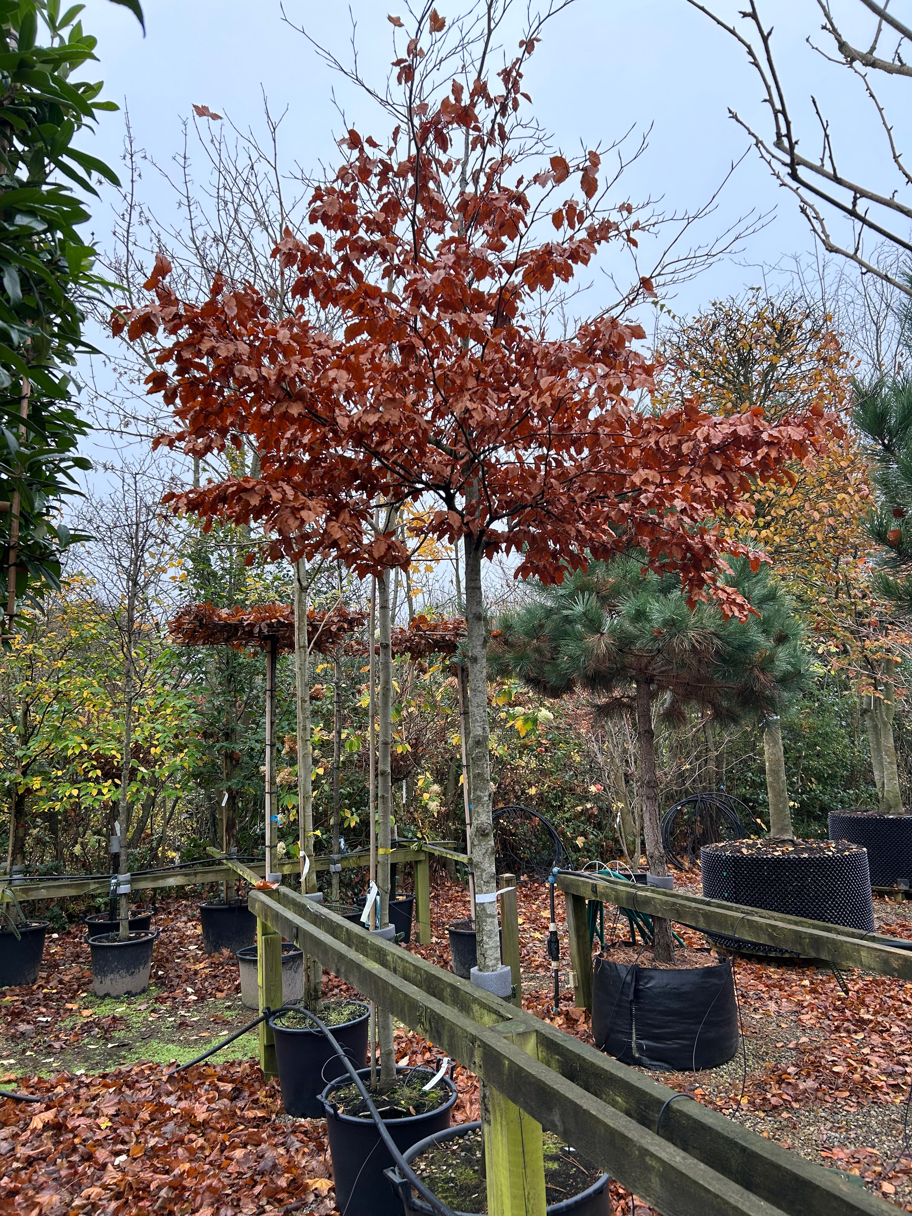 Opstammet 'Fagus sylvatica'-bøg i en have, hvor den tætte, runde krone af blade har skiftet farve til nuancer af gul og rødbrun på en bar, lysgrå stamme.