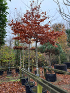 Opstammet 'Fagus sylvatica'-bøg i en have, hvor den tætte, runde krone af blade har skiftet farve til nuancer af gul og rødbrun på en bar, lysgrå stamme.