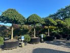 Tagklippet 'Fagus sylvatica'-bøgetræ, hvor den flade, vandrette og parasolformede krone af dybgrønne blade danner et levende tag på en bar, lysgrå stamme.
