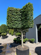 En vinklet svævende hæk af 'Fagus sylvatica'-bøgetræer, hvor de opstammede kroner er formklippet i en skarp vinkel og danner en sammenhængende, grøn mur over jorden.