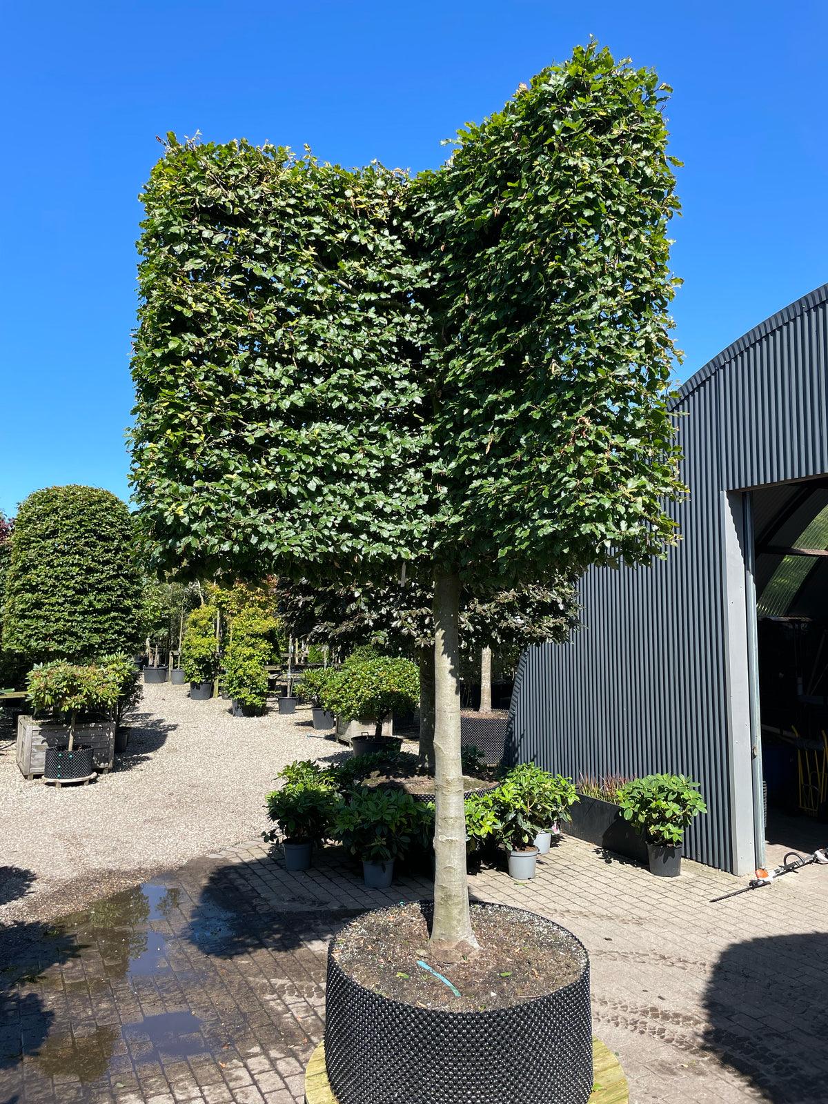 En vinklet svævende hæk af 'Fagus sylvatica'-bøgetræer, hvor de opstammede kroner er formklippet i en skarp vinkel og danner en sammenhængende, grøn mur over jorden.