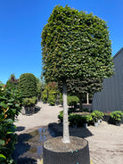 En vinklet svævende hæk af 'Fagus sylvatica'-bøgetræer, hvor de opstammede kroner er formklippet i en skarp vinkel og danner en sammenhængende, grøn mur over jorden.