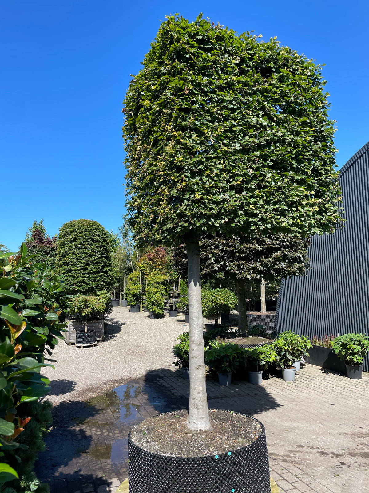 En vinklet svævende hæk af 'Fagus sylvatica'-bøgetræer, hvor de opstammede kroner er formklippet i en skarp vinkel og danner en sammenhængende, grøn mur over jorden.
