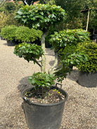 En Fagus sylvatica bøg i bonsai udgave, som flot fremviser sine fine klippede grene og tætte puder af friske grønne blade.