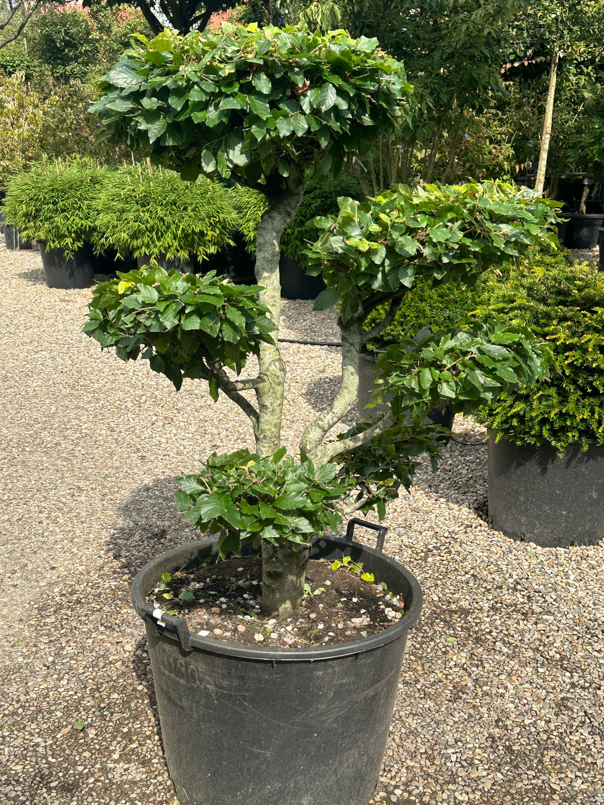 En Fagus sylvatica bøg i bonsai udgave, som flot fremviser sine fine klippede grene og tætte puder af friske grønne blade.