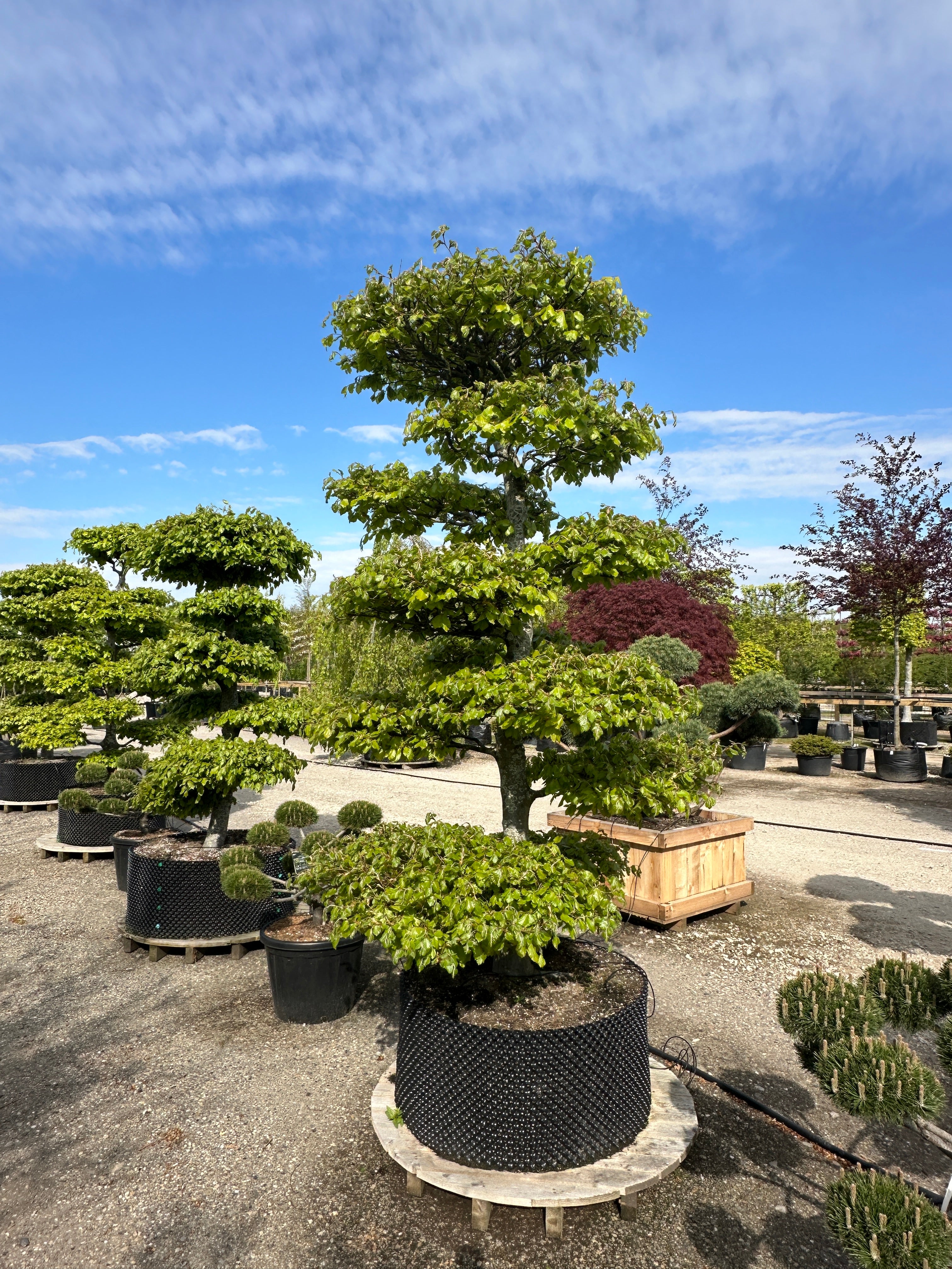 Havebonsai af bøg i fuld sommerdragt med tætte, grønne sky-puder.