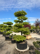 Havebonsai af bøg i fuld sommerdragt med tætte, grønne sky-puder.