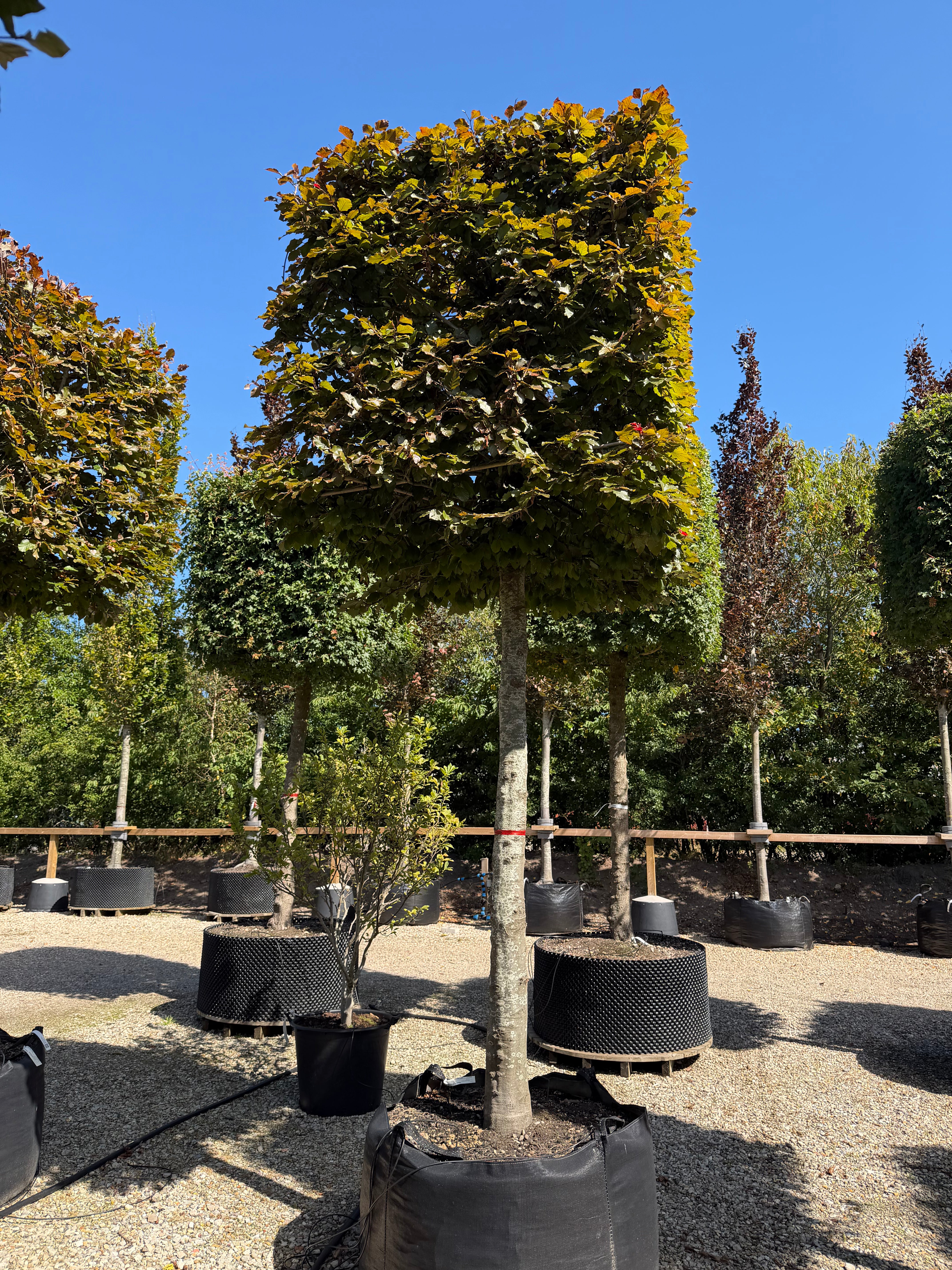Kasseklippet Fagus sylvatica Atropunicea rødbøg med høj, bar stamme og en geometrisk, firkantet formklippet krone med tæt rødeligt løv.