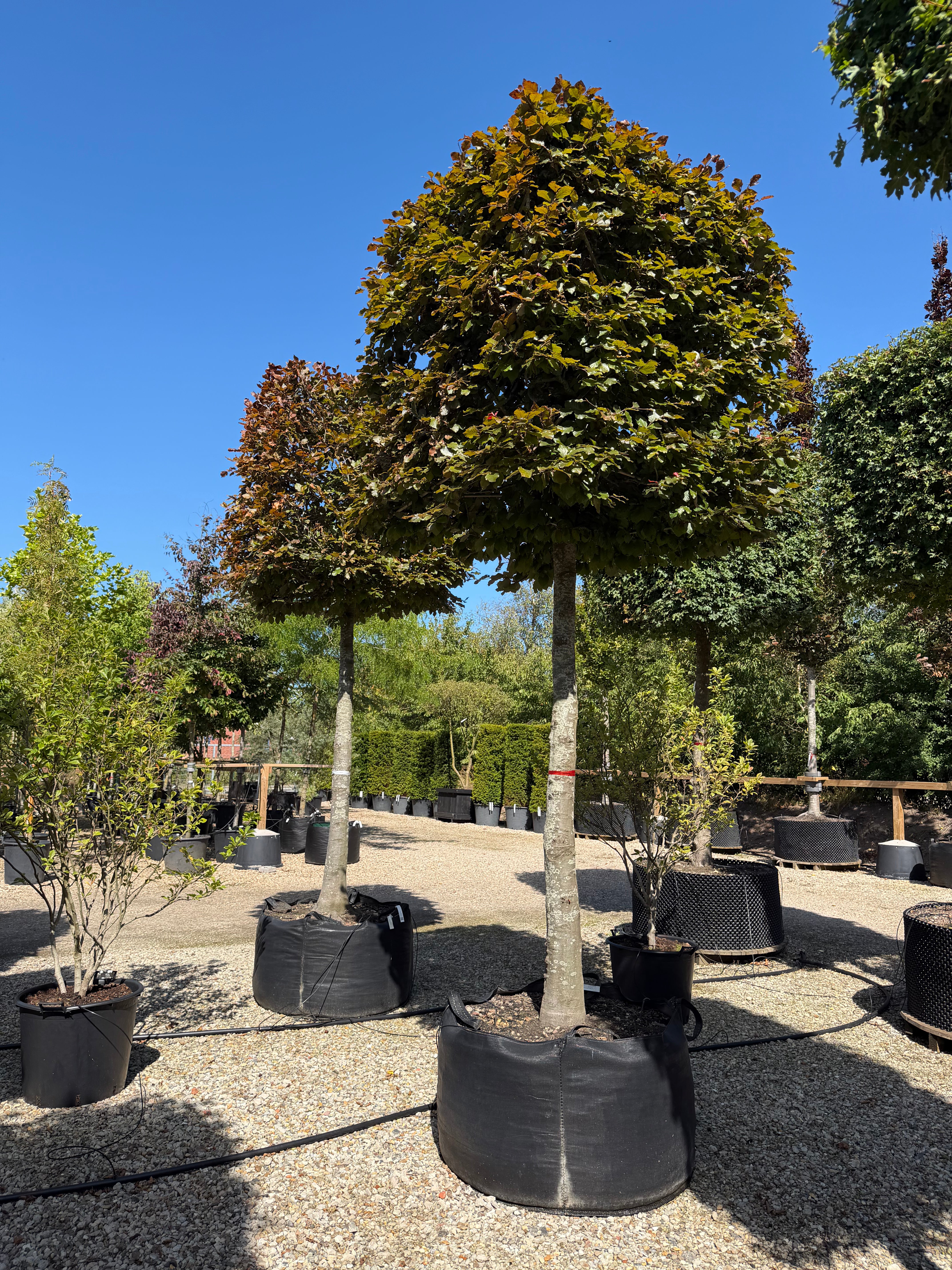 Kasseklippet Fagus sylvatica Atropunicea rødbøg med høj, bar stamme og en geometrisk, firkantet formklippet krone med tæt rødeligt løv.
