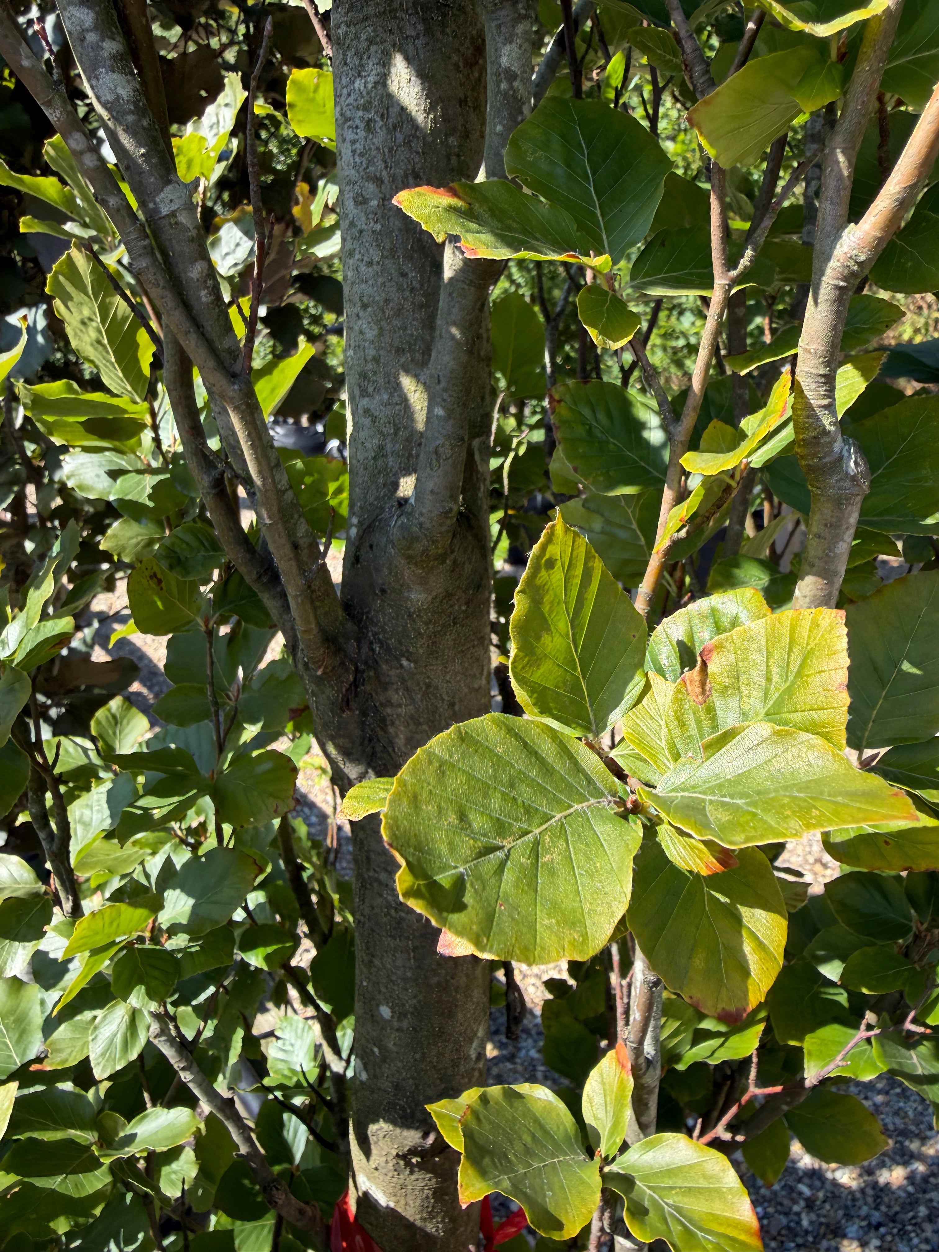Glatte, grå stamme og det tætte, lysegrønne løv på en Fagus sylvatica Dawyck søjlebøg.
