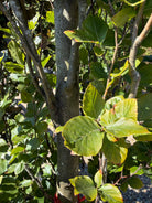 Glatte, grå stamme og det tætte, lysegrønne løv på en Fagus sylvatica Dawyck søjlebøg.
