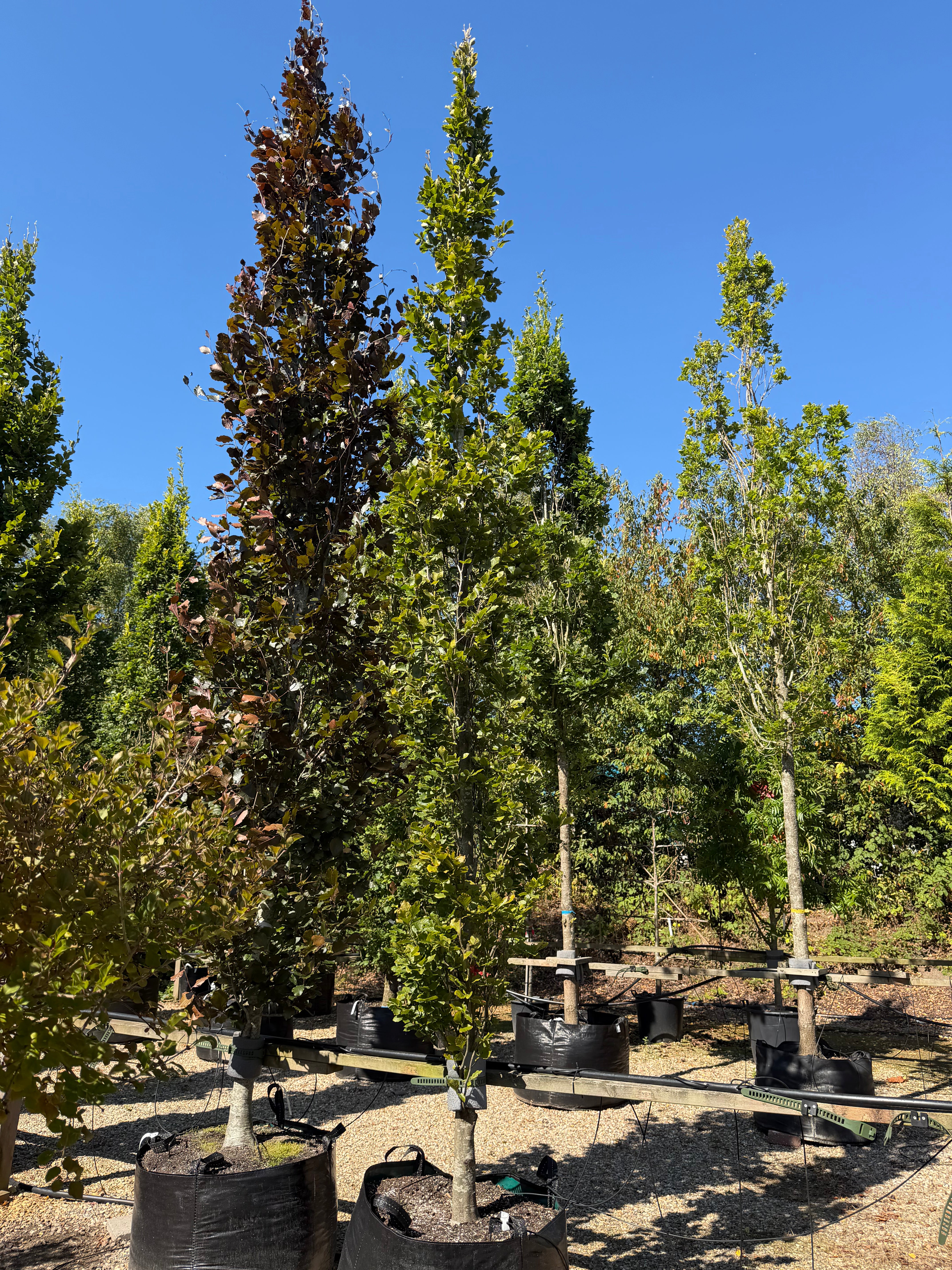 Søjleformet Fagus sylvatica Dawyck søjlebøg med en stram, slank vækst og tæt, lysegrønt bøgeløv.