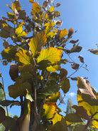 Dybe, skinnende purpurlilla sommerløv på en Fagus sylvatica 'Dawyck Purple' med fine, silkehårede bladrande.