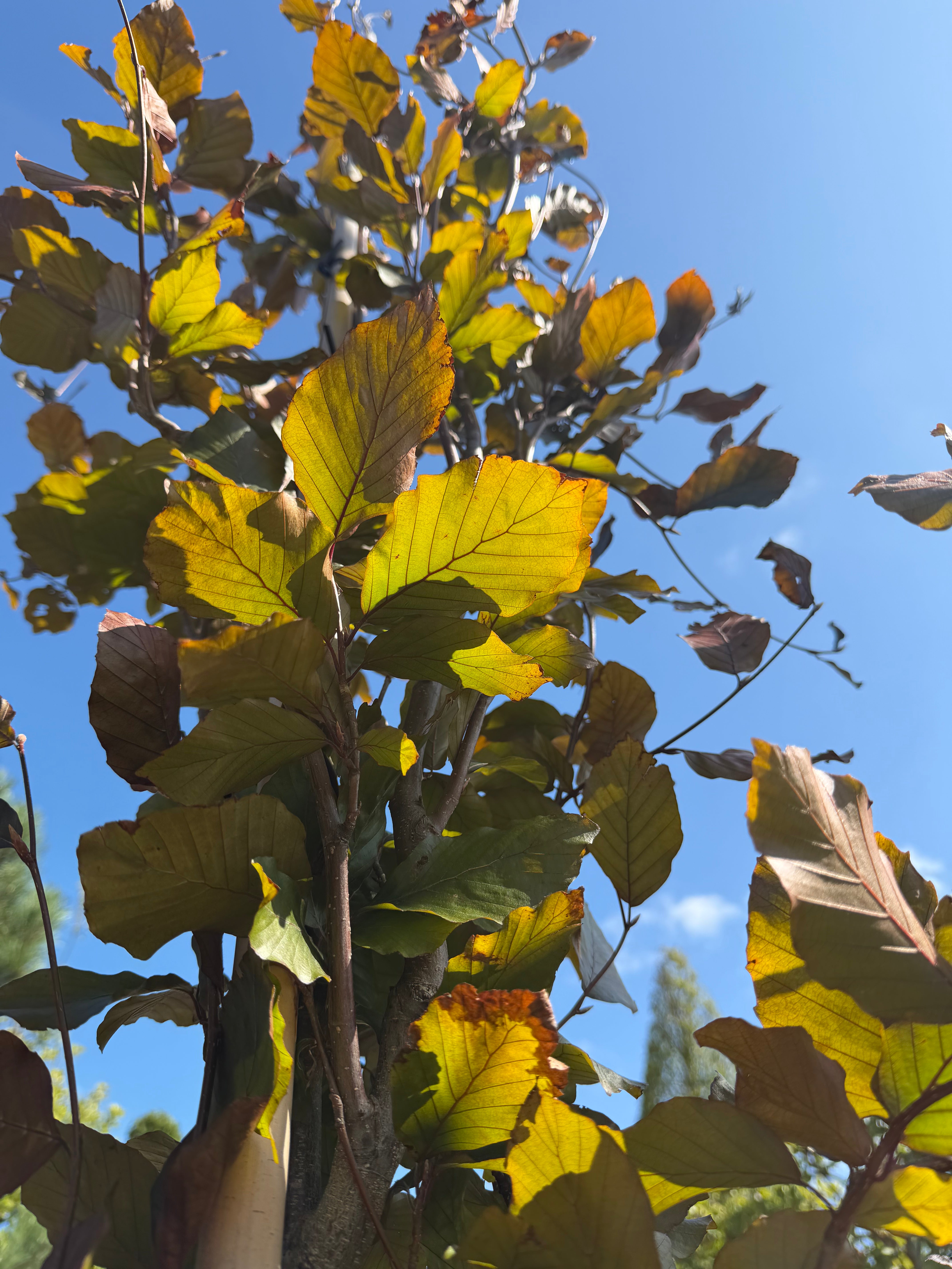Dybe, skinnende purpurlilla sommerløv på en Fagus sylvatica 'Dawyck Purple' med fine, silkehårede bladrande.